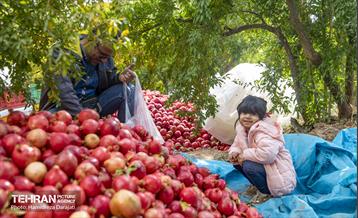 یـاقوت سرخ  20