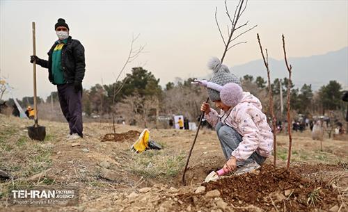 کاشت 2000 نهال مثمر در بوستان جنگلی چیتگر 12