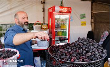 سومین جشنواره شاه توت