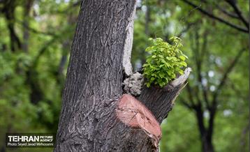 تیتر هوای بهاری تهران 35