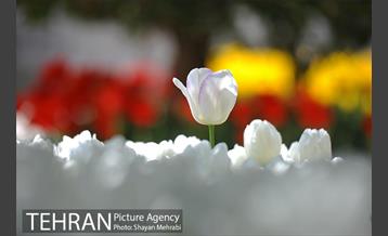 رویش گل های لاله در بوستان گفتگو 32