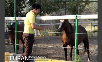 سوارکاری ورزشی برای کودکان‎ 19