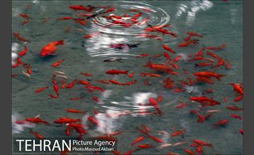 بوستان جمشیدیه در نوروز  8