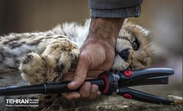 پیروز؛ پسر ایران 37