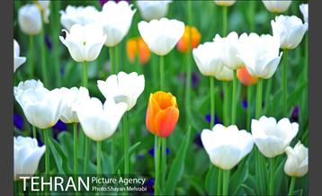 رویش گل های لاله در بوستان ملت 28