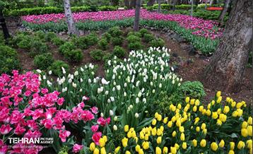 لاله‌ها میهمان باغ ایرانی 21