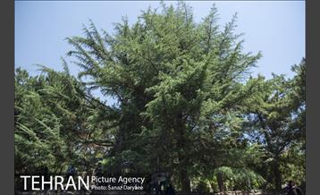 بوستان جمشیدیه‎ 8