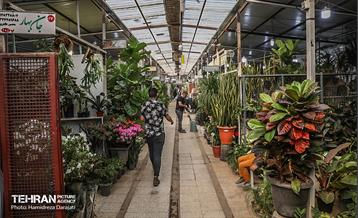 بازار گل محلاتی  21