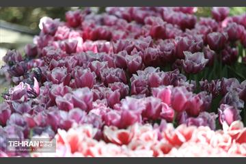 بازدید اصحاب رسانه از باغ ایرانی 10