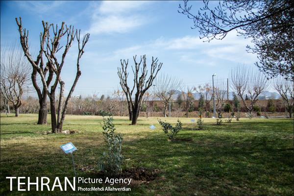 ۱۰۰ نهال به نام ۱۰۰ زن نامدار قرن 8