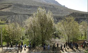 دومین جشنواره شکوفه‌های گیلاس 22