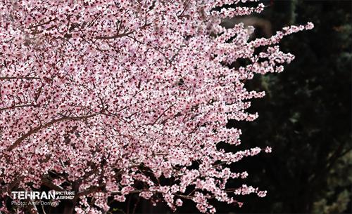 شکوفه‌های بهاری در بوستان سمن‌ها 26