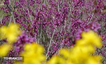 هوای بهاری منطقه 5 22