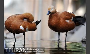 باغ پرندگان تهران 12