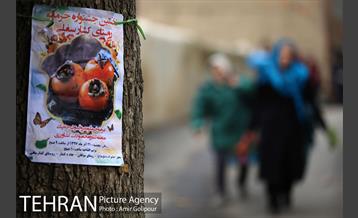 نخستین جشنواره خرمالو در روستای کشار سفلی 40