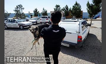 نقاهتگاه سگ های بدون صاحب واقع در آراد کوه 41