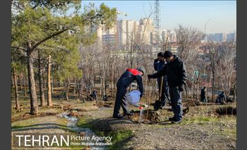 کاشت 2200 اصله نهال در بوستان جنگلی چیتگر 20