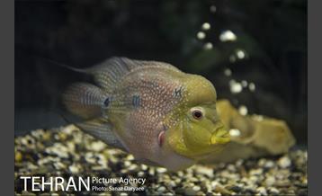 موزه طبیعت و حیات وحش ایران دارآباد‎ 4