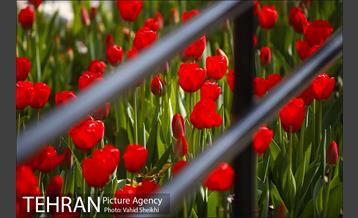 رویش گل های لاله در باغ ایرانی 16