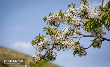دومین جشنواره شکوفه‌های گیلاس 36