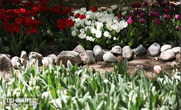 باغ ایرانی میزبان لاله‌ها 27