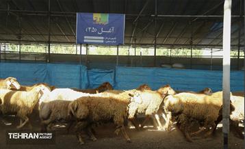 عرضه دام زنده بهداشتی ویژه روز عرفه و عید قربان 25