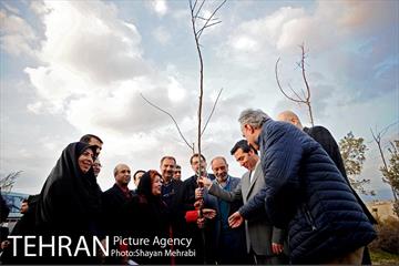 کاشت شش نهال درخت زیتون با حضور کارگرداران سینمای ایران 4