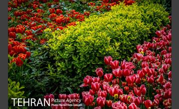 لاله های باغ ایرانی 24