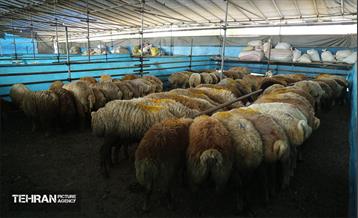 عرضه دام زنده بهداشتی ویژه روز عرفه و عید قربان 10