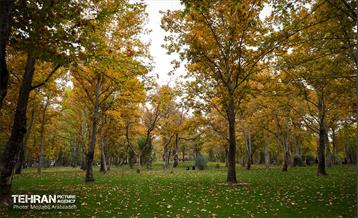 سمفونی رنگ های پاییزی - پارک ملت 11