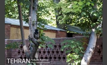 بوستان باغ ایرانی 39