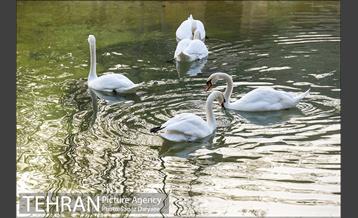 باغ پرندگان 13