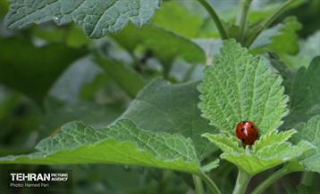 باغ گیاه‌شناسی 29