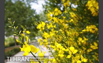 بوستان پلیس 7