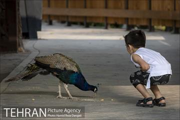 باغ پرندگان فاز دوم 18