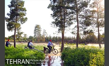 بازدید پیروز حناچی شهردار تهران از بوستان جنگلی چیتگر تا دریاچه شهدای خلیج فارس 11