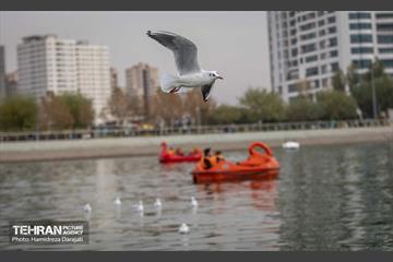 آوای مهاجران  40