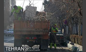عملیات هرس درختان درمعابر و بوستانهای مناطق تهران 19