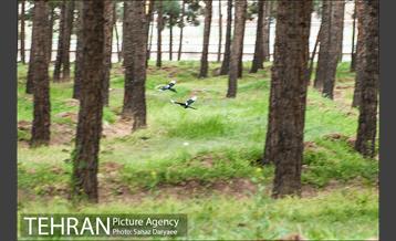 طبیعت بهاری بوستان سرخه حصار‎ 9