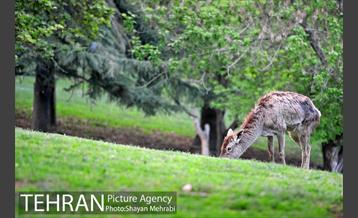 بوستان ملت 33