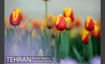 پیاده راه لاله مادران 45