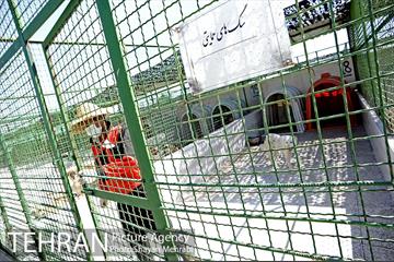 نقاهتگاه سگ های بدون صاحب واقع در آراد کوه 15