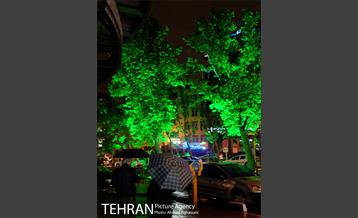 نورپردازی درختان بلوار میرداماد 6