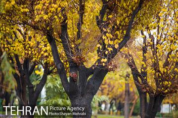 پاییز در بوستان المهدی(عج) 27