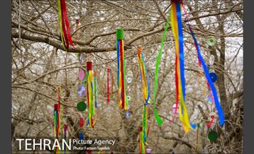 آرایش درختان کهنسال توت در محله کن 8