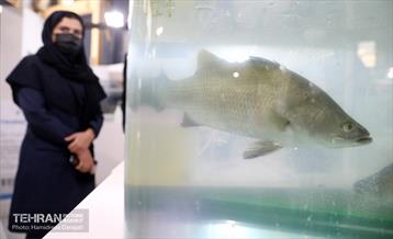 نمایشگاه بزرگ توانمندی ها جهاد دانشگاهی 9