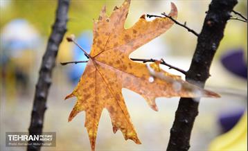 یک روز پاییزی در منطقه ۱۴