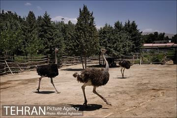 باغ پرندگان تهران 19
