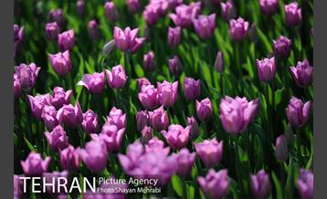 پیاده راه لاله مادران 13