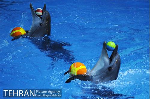 دلفیناریوم برج میلاد 14